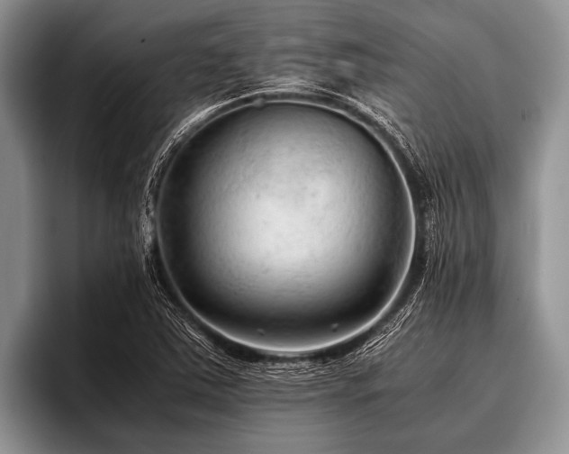 X0000096981363200802081359