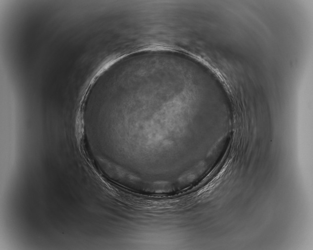 X0000096981367200802081359