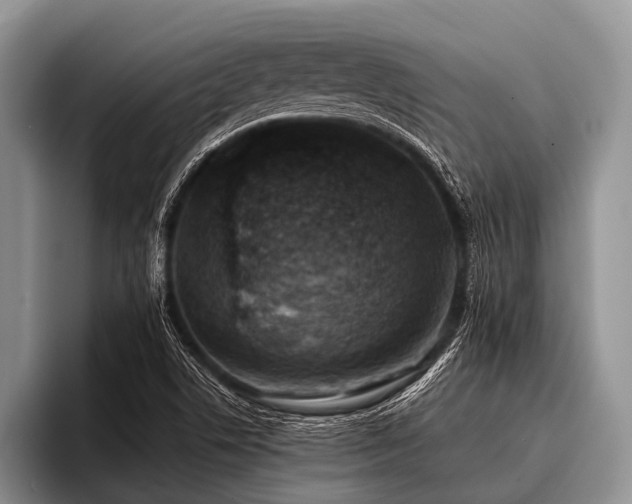 X0000096981506200802081357