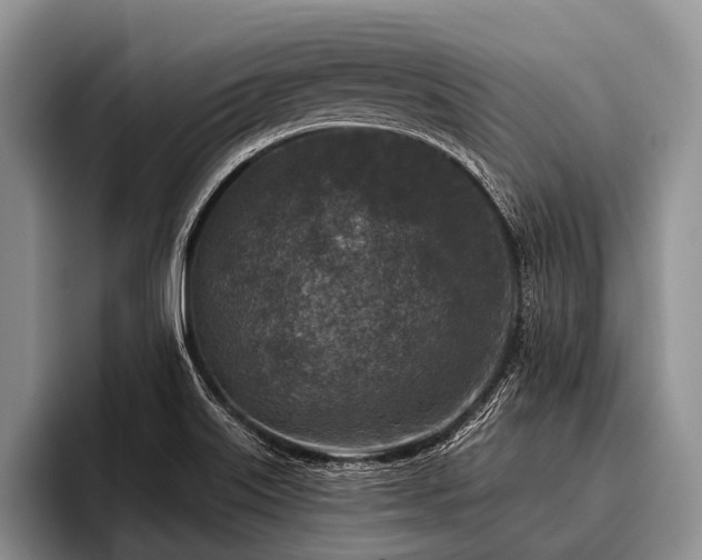 X0000096981515200802081357