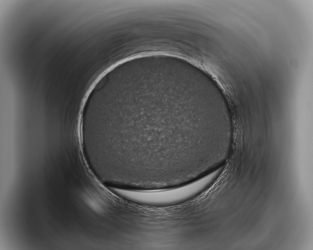 X0000096981516200802081357