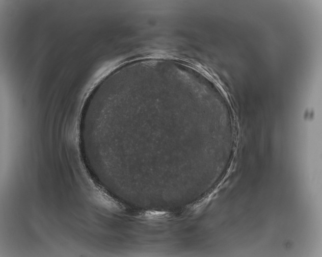 X0000096980055200802151339