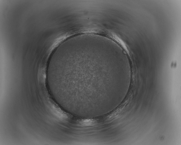 X0000096980059200802151339