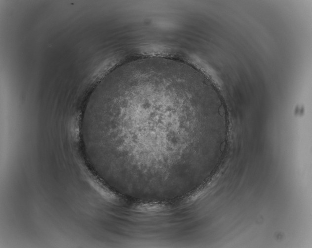 X0000096980065200802151339