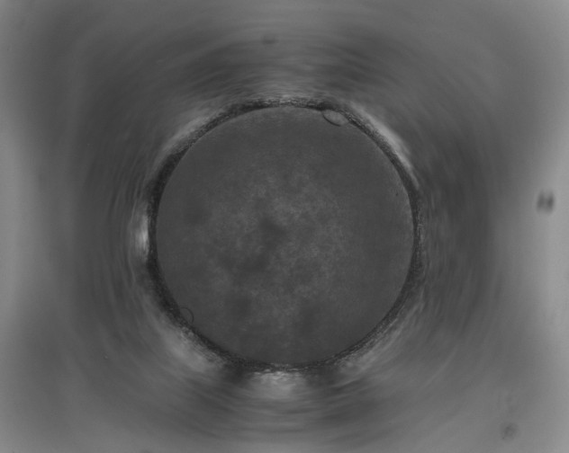 X0000096980067200802151339