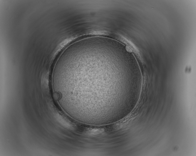 X0000096980155200802151338