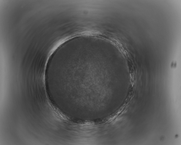 X0000096980196200802151338