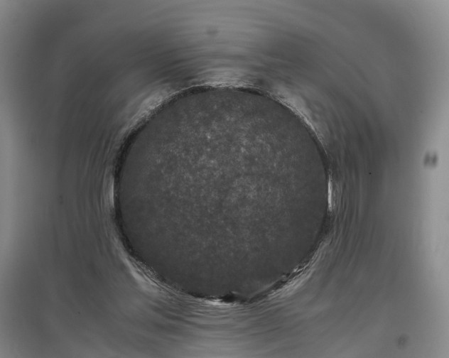 X0000096980205200802151338