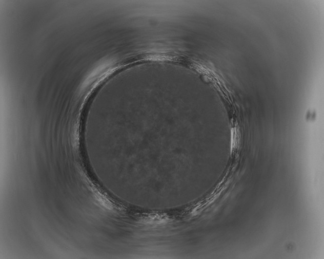 X0000096980243200802151336