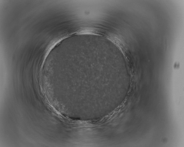 X0000096980289200802151336