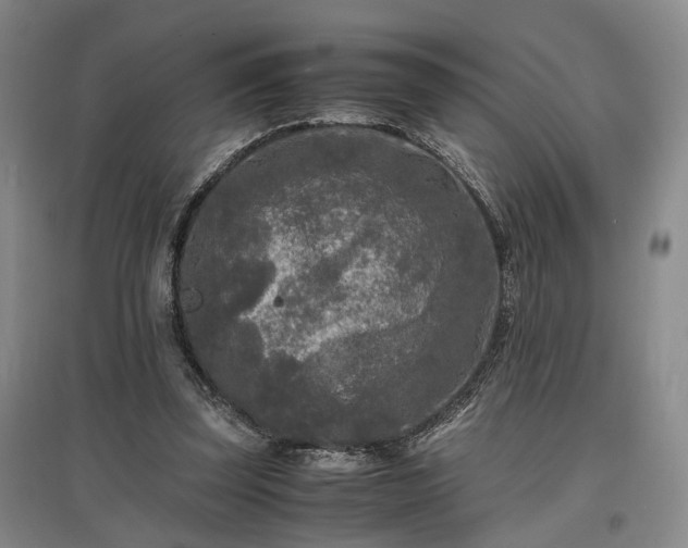 X0000096980347200802151335