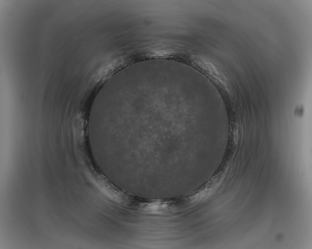 X0000096980366200802151336