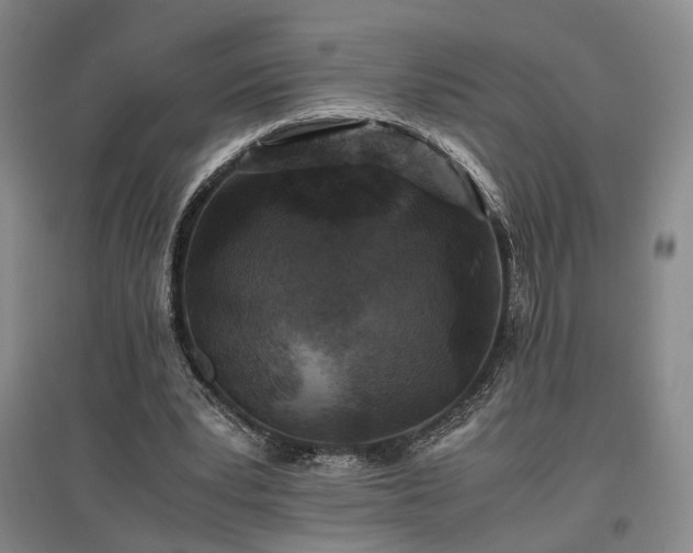 X0000096980391200802151335