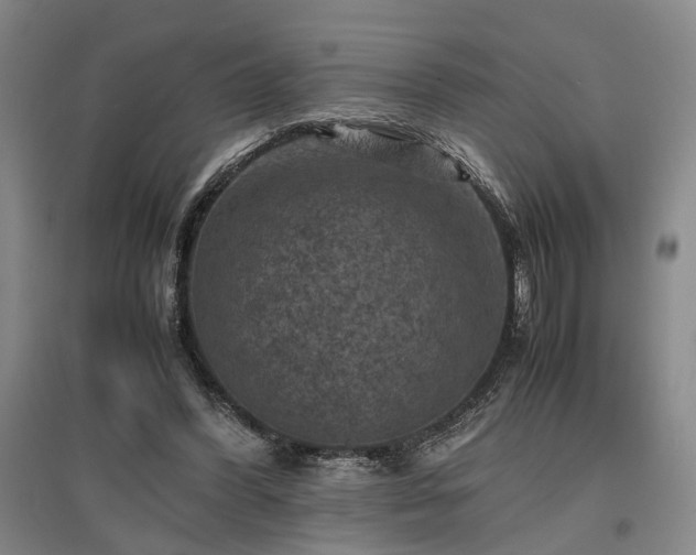 X0000096980396200802151335