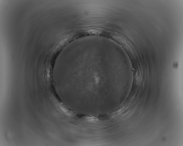 X0000096980424200802151335