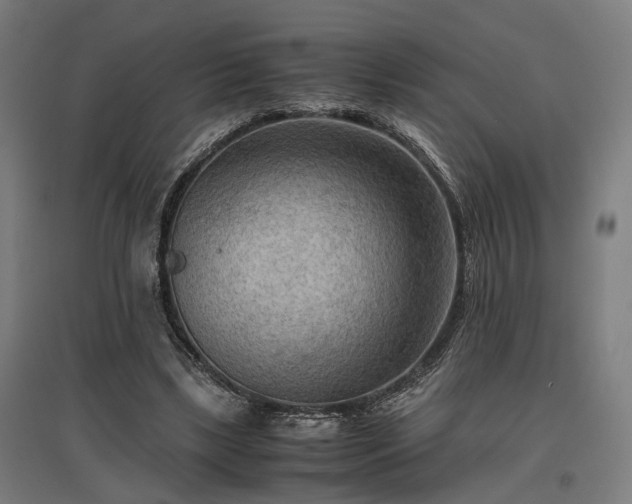 X0000096980443200802151334