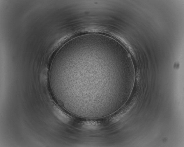 X0000096980445200802151334