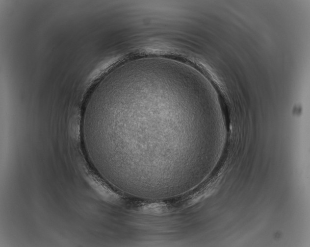 X0000096980446200802151334