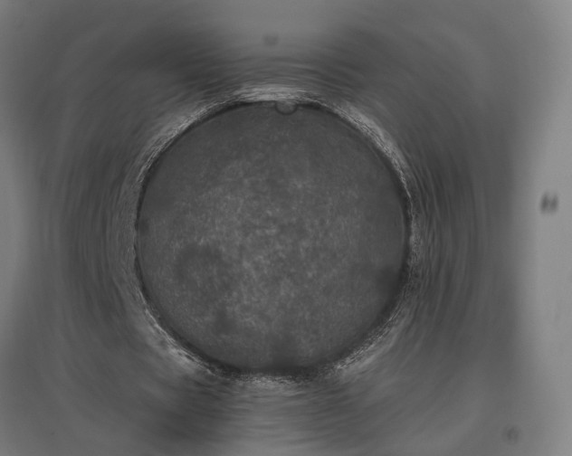 X0000096980529200802151332