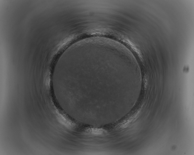 X0000096980637200802151331