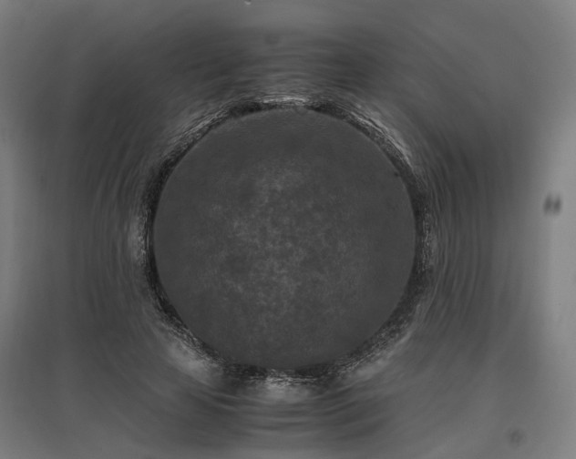 X0000096980641200802151331