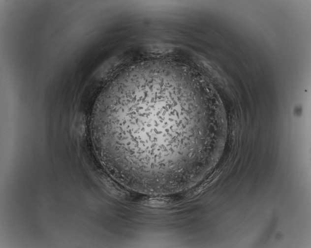 X0000096980758200802151330