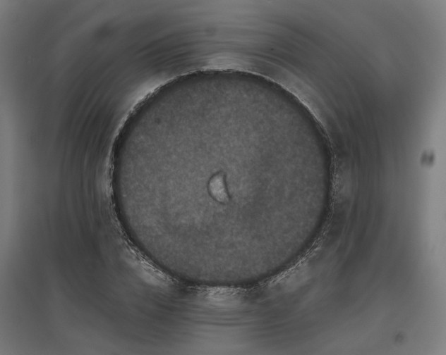 X0000096980832200802151328