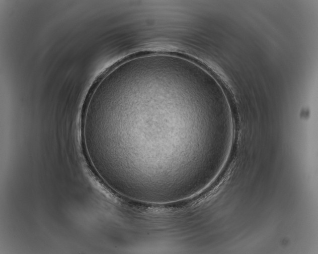 X0000096980840200802151329