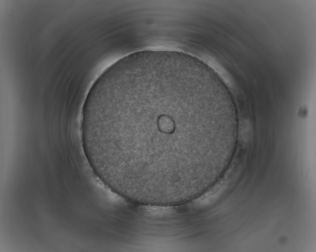 X0000096980856200802151329