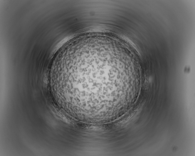 X0000096980874200802151328