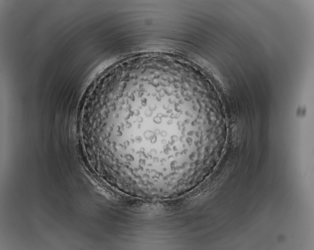 X0000096980882200802151328