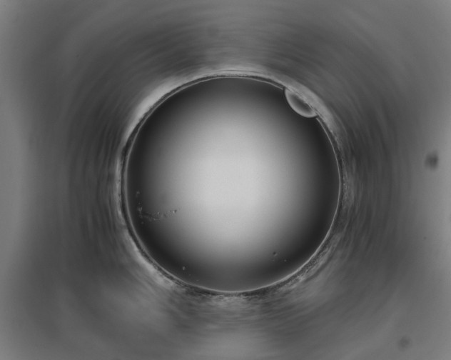 X0000096981006200802151326