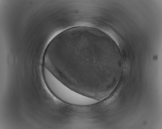 X0000096981007200802151326