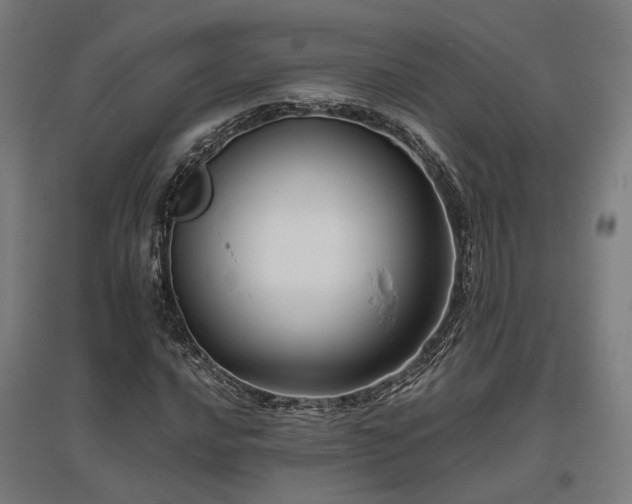 X0000096981016200802151325