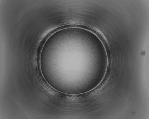 X0000096981019200802151326