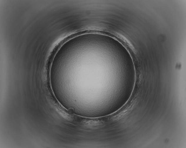 X0000096981027200802151326