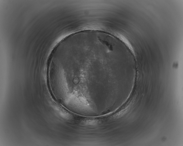 X0000096981035200802151326