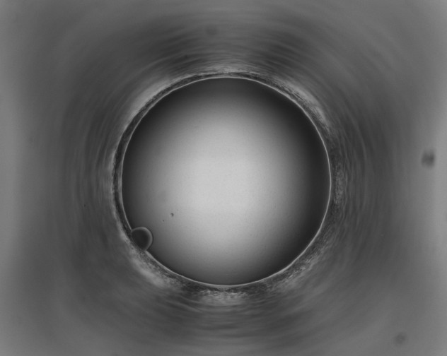 X0000096981039200802151326