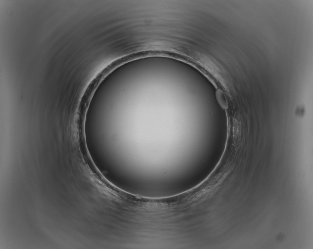 X0000096981068200802151325