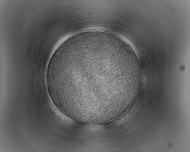 X0000096981090200802151325