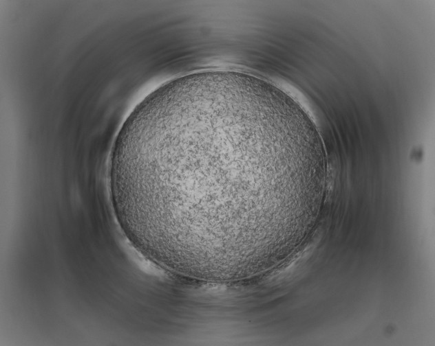 X0000096981098200802151325