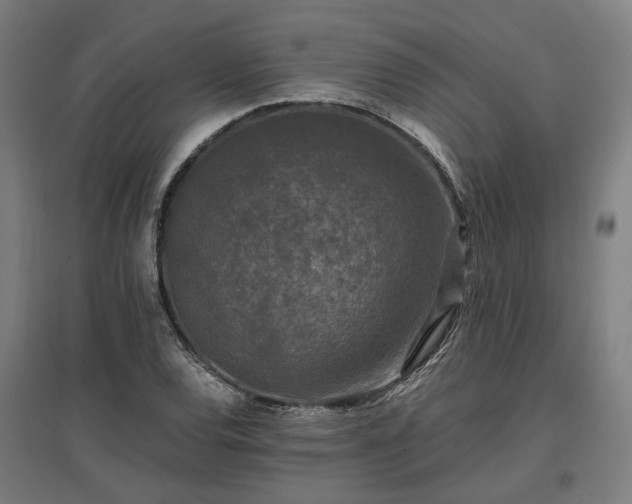 X0000096981120200802151324