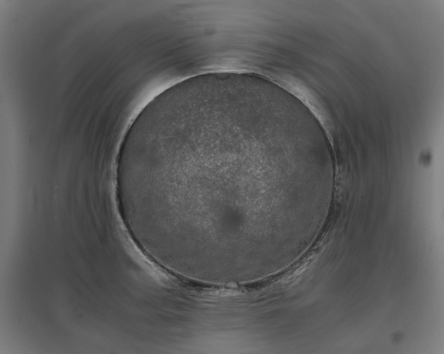 X0000096981187200802151323