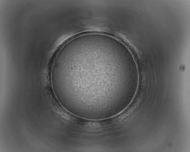 X0000096981215200802151323