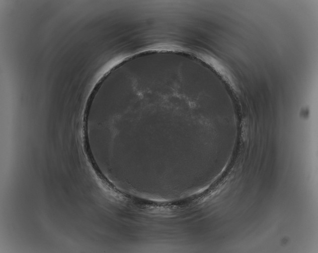 X0000096981229200802151323