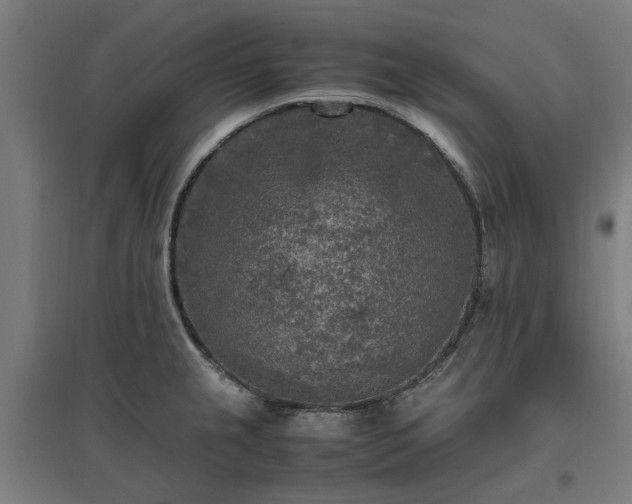 X0000096981237200802151323