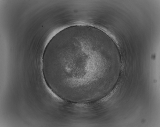 X0000096981239200802151323