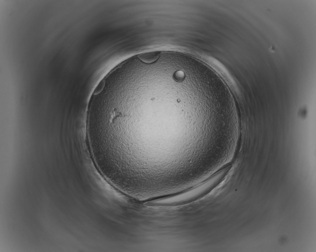 X0000096981244200802151323