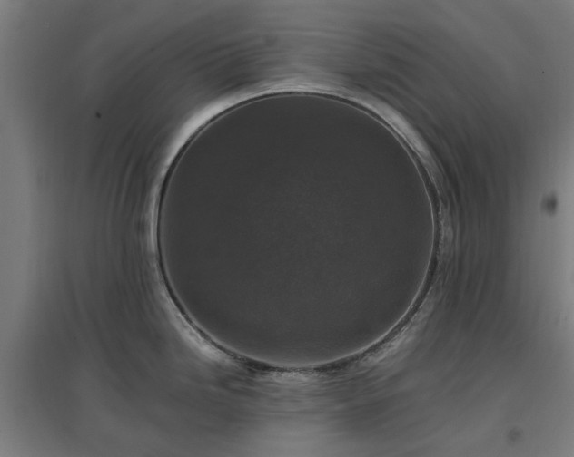 X0000096981246200802151323