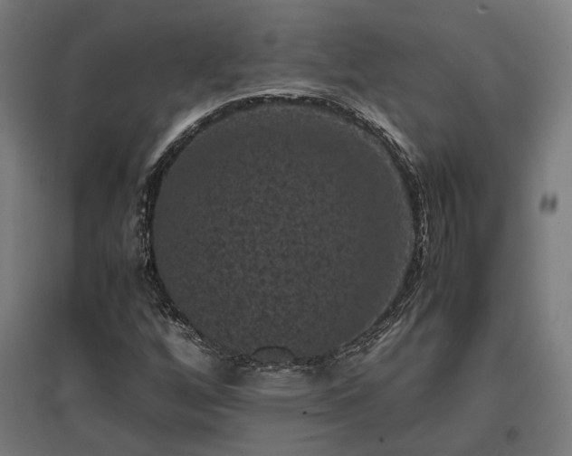 X0000096981256200802151322